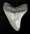Curved Megalodon Tooth - North Carolina #19051-2